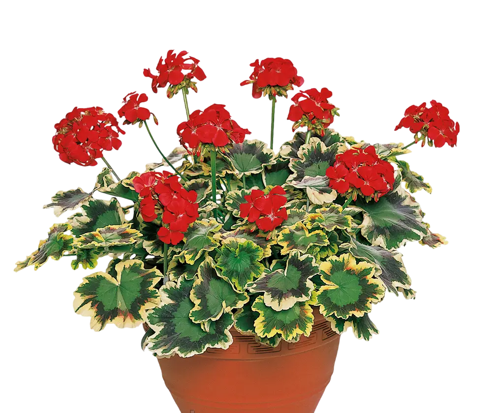 Пеларгония Mr Pollock (26243955)