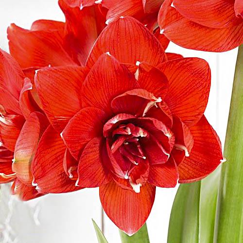 Амариліс Florium Red Glory (13392) - фото 2 Амариліс Florium Red Glory (13392) - фото 2