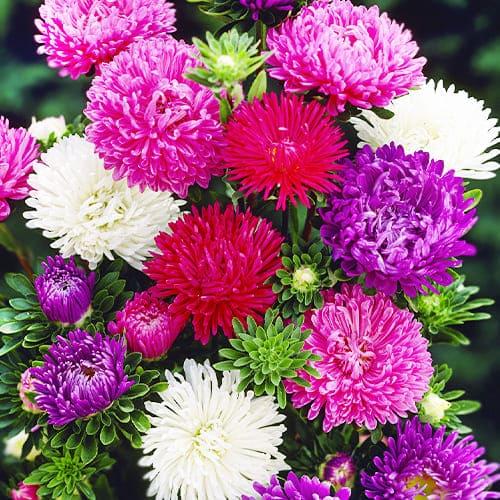 Семена Астра Florium Школьный букет (17477)
