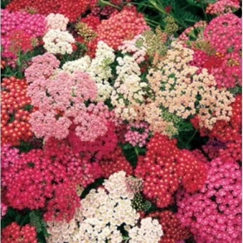 Семена цветов Тысячелистник Summer F2 Berries Takii seed 10 шт. (BN08665-4)