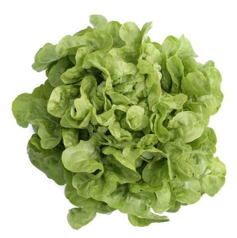 Семена Салат Китония ТД Гекса-Украина 01-26-223 1000 шт. (IR01557)
