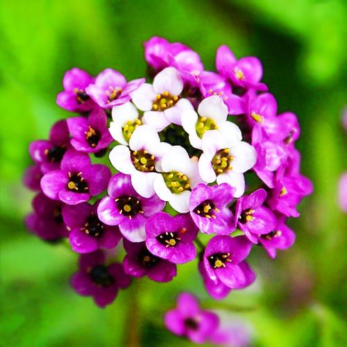 Семена Лобулярия Florium приморская Рози О'Дей (6143)