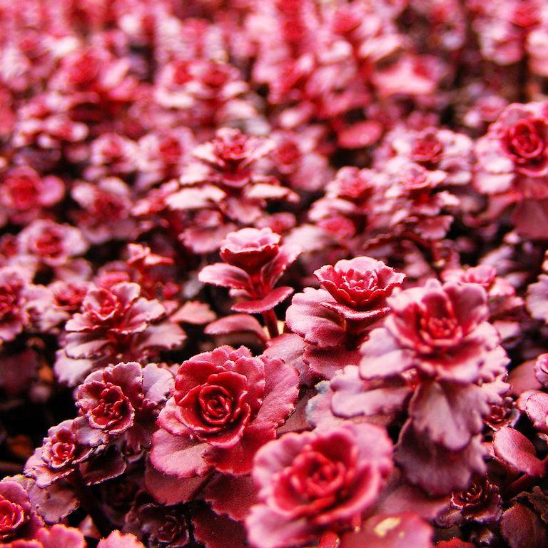 Саженцы седума Драгонс Блад Sedum Dragons Blood