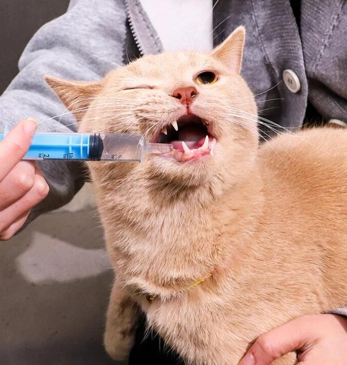 Шприц с наконечником для введения еды/лекарства животным 10 мл Голубой (2149939293) - фото 3