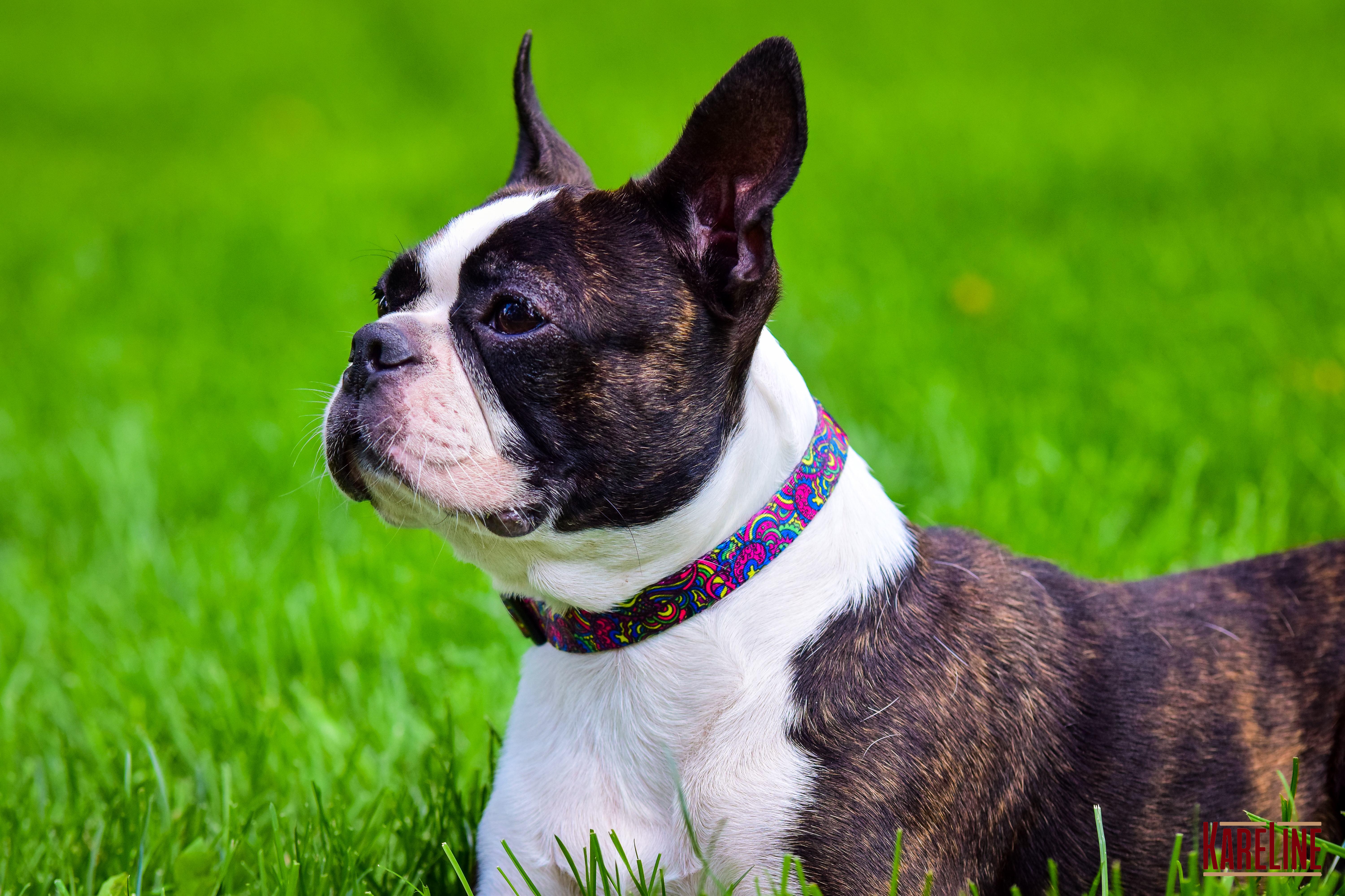 Нашийник KareLine KALEIDOSCOP з нейлону з пластиковою пряжкою 15 мм 240-340 мм (0801/7) - фото 2 Нашийник KareLine KALEIDOSCOP з нейлону з пластиковою пряжкою 15 мм 240-340 мм (0801/7) - фото 2