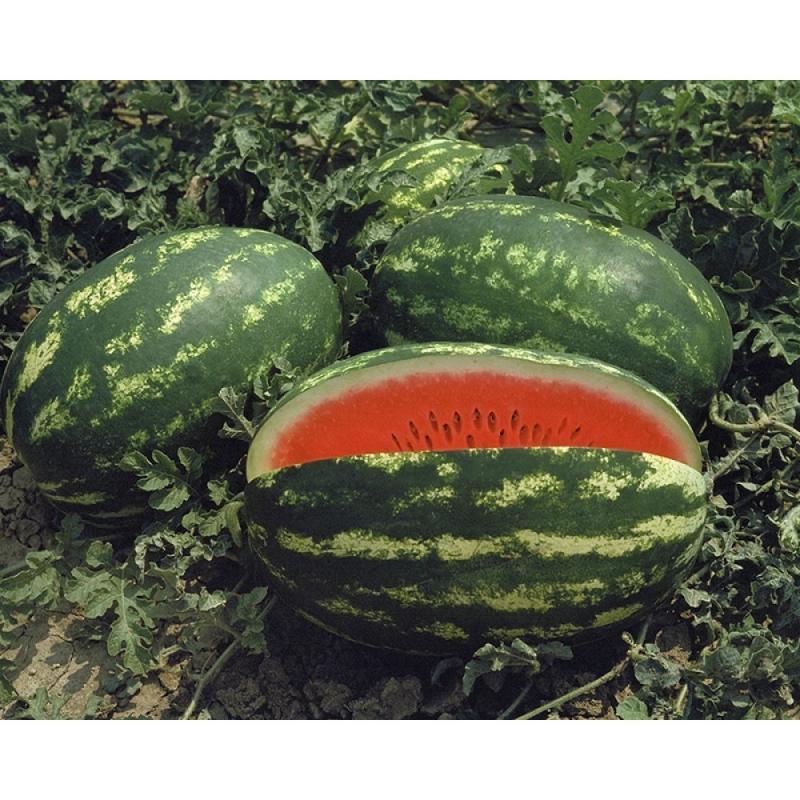 Насіння Кавун Nunhems INSEPSHEN F1 1 000 шт. (2289800474.5)