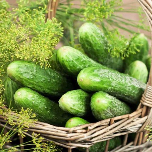 Семена Огірок Florium Гектор F1 (4911)