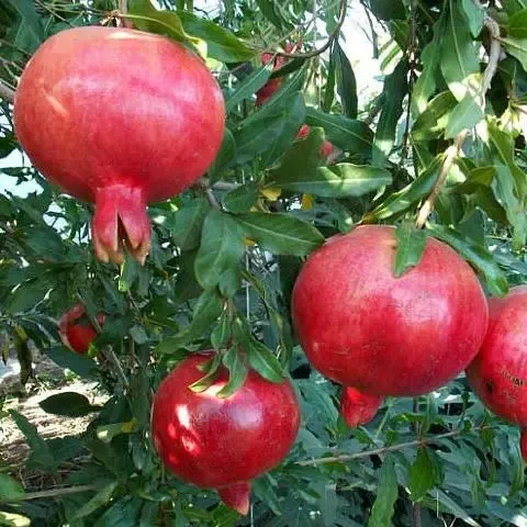 Саджанець гранату Гюлоша 2, 5-річний горщик С1,5 л (2087545810)