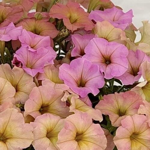 Семена цветов Петуния многоцветковая амп. My Joy Sunset Shades Farao 10 шт. (BN12370-4)