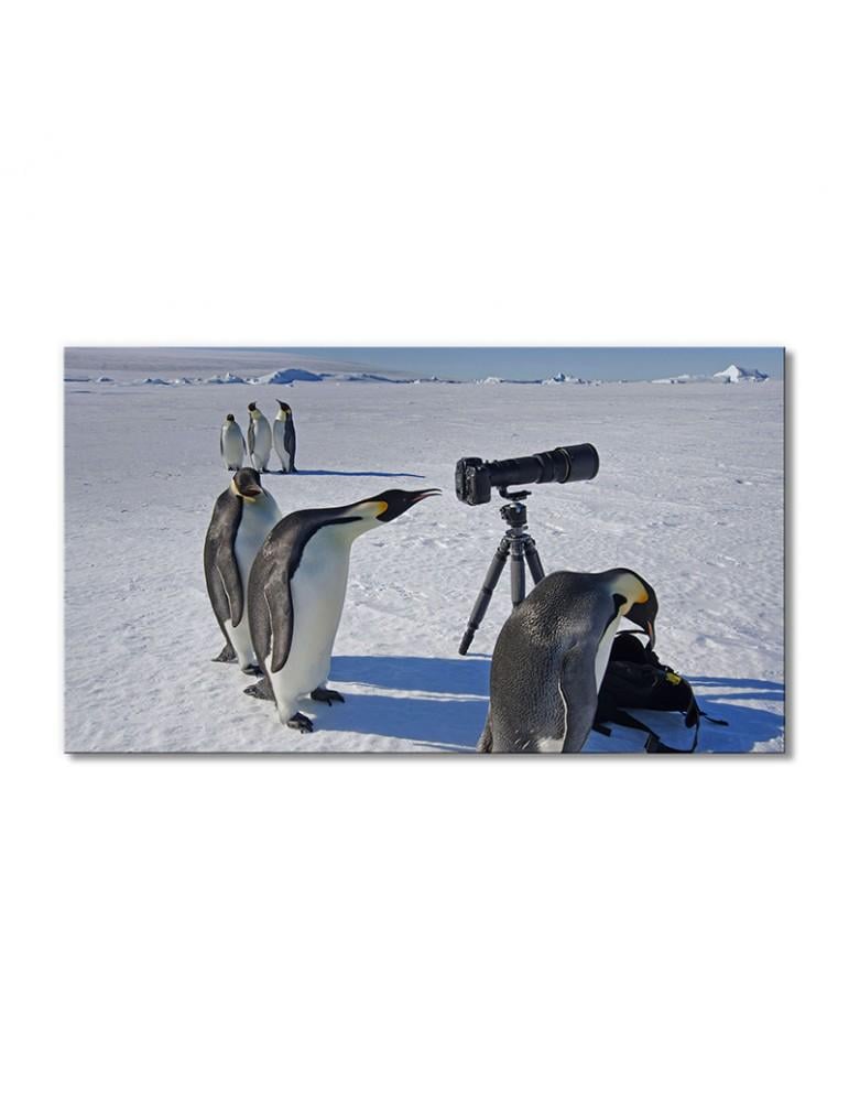 Картина модульная Пингвины в Антарктиде 1 модуль 50x75 см