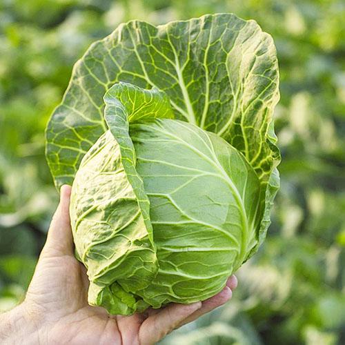 Семена Капуста Florium білокачанна рання Зарісіма F1 (15947)