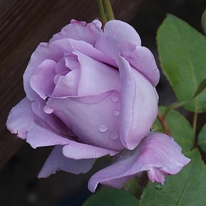 Троянда Sis-si Mainzer Fastnacht Blue Moon Чайно-гібридна (2669458547)