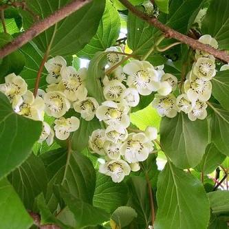 Саджанець актинідії Запилювач Чоловіча форма горщик 0,5 л Р9 (2088958295)