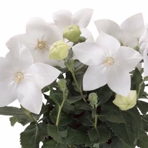 Семена цветов Платикодон Astra Pure White Sakata 50 шт. (BN06874-3)