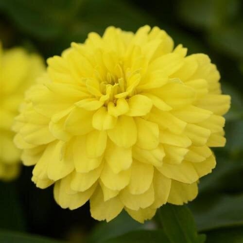 Семена цветов Ценные DOUBLE ZAHARA Yellow (BN06329-3)