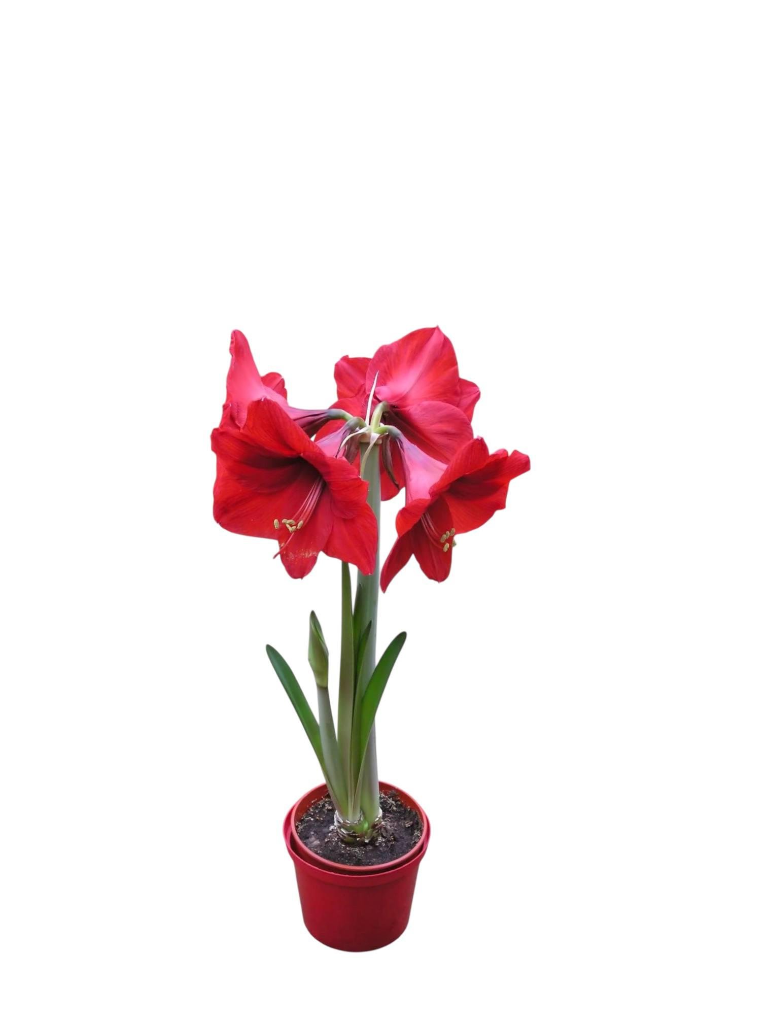 Луковица Амариллис махровый Красный (30111388) Луковица Амариллис махровый Красный (30111388)