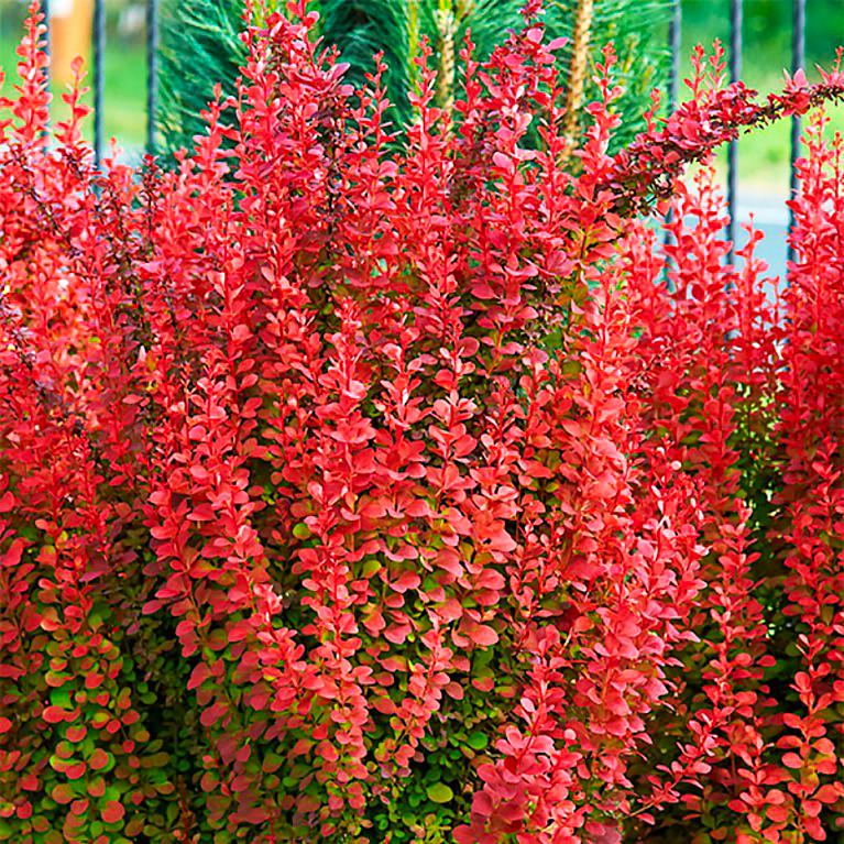Саженец барбариса Тунберга Orange Rocket Р9 (857129363) - фото 2 Саженец барбариса Тунберга Orange Rocket Р9 (857129363) - фото 2