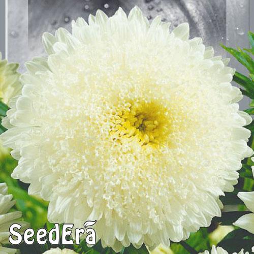 Насіння Астра Florium високоросла Принцеса Каріна (16881) - фото 2