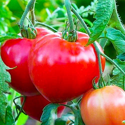 Насіння Томат Florium Батяня (17091)