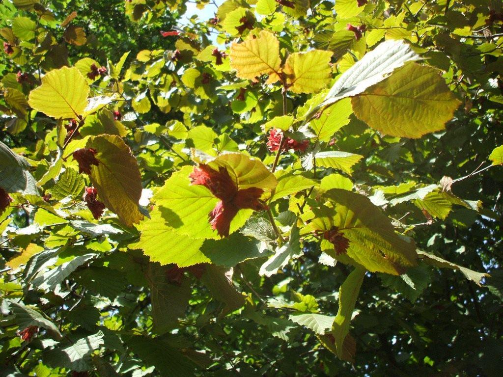 Ліщина зеленолиста (3275) - фото 3 Ліщина зеленолиста (3275) - фото 3