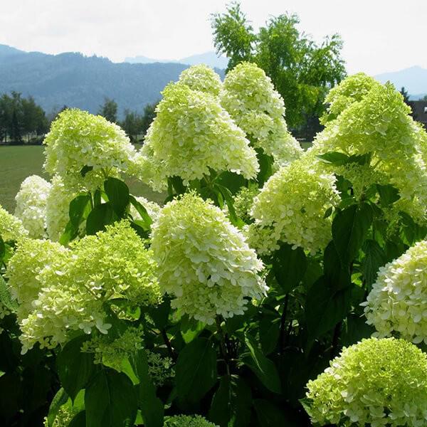 Саженец Гортензия метельчатая Лаймлайт Hydrangea paniculata Limelight Р9 (2-48)