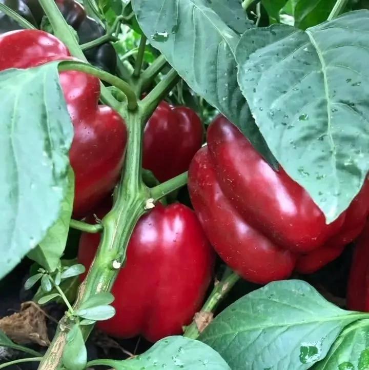 Семена Перец Сладкий Enza Zaden BANCERS F1 Organic 250 шт. (2289507172.5)