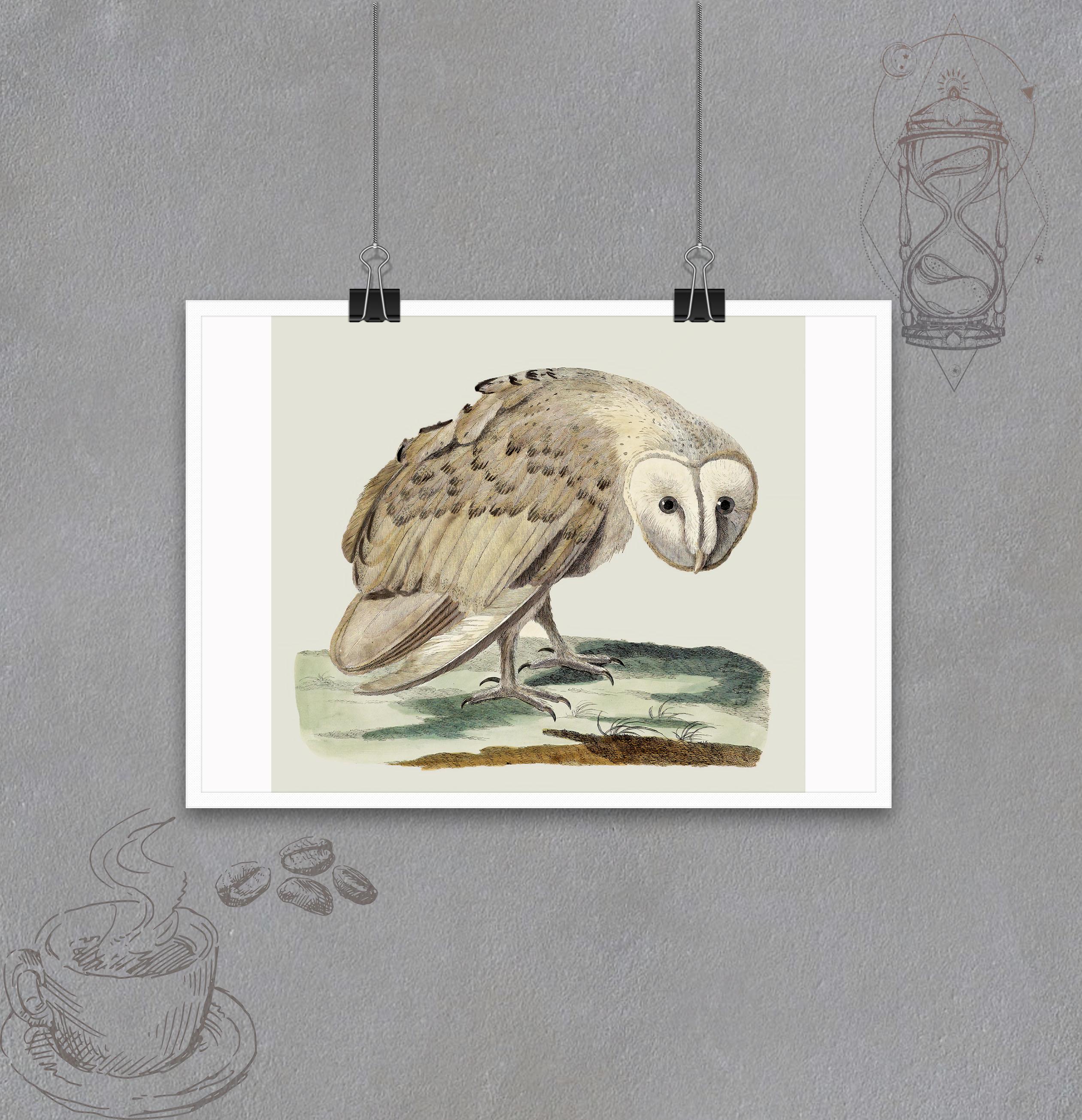 Постер Сипуха формат А-4