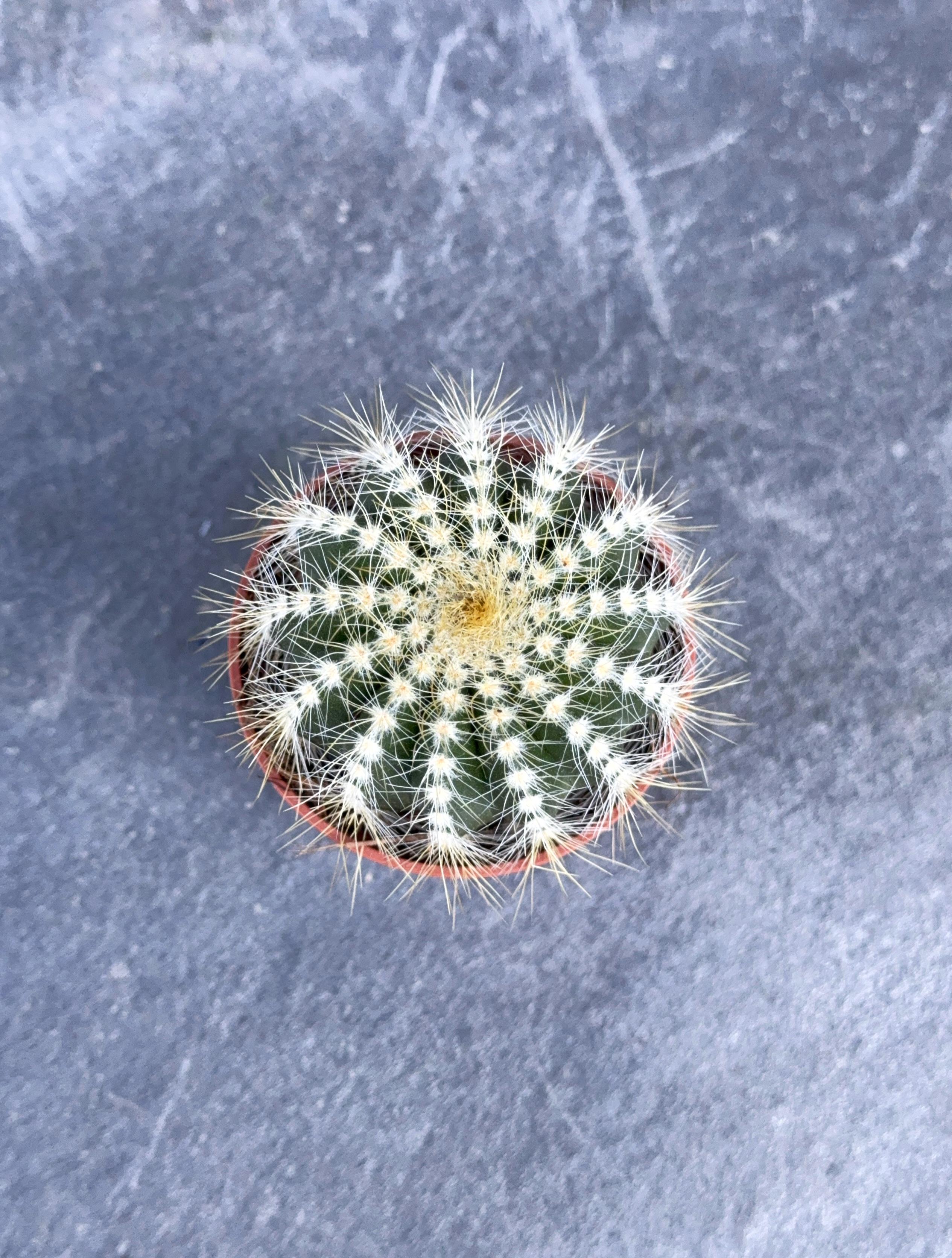 Сукулент Эриокактус отличный Notocactus magnificus 5 см - фото 2