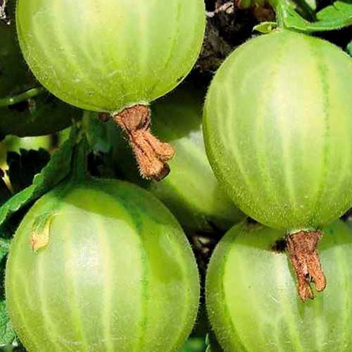 Саджанець Аґрус Донецький великоплідний ранній термін дозрівання (176955)