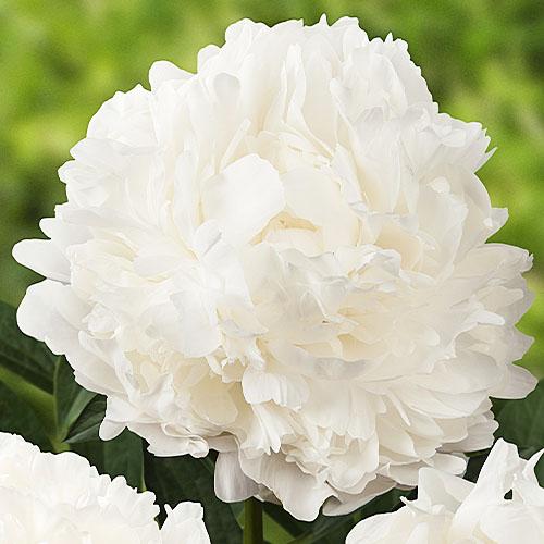 Пион Florium Madame Claude Tain (16227)