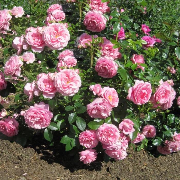 Роза Rosenfee Флорибунда (2669458454)