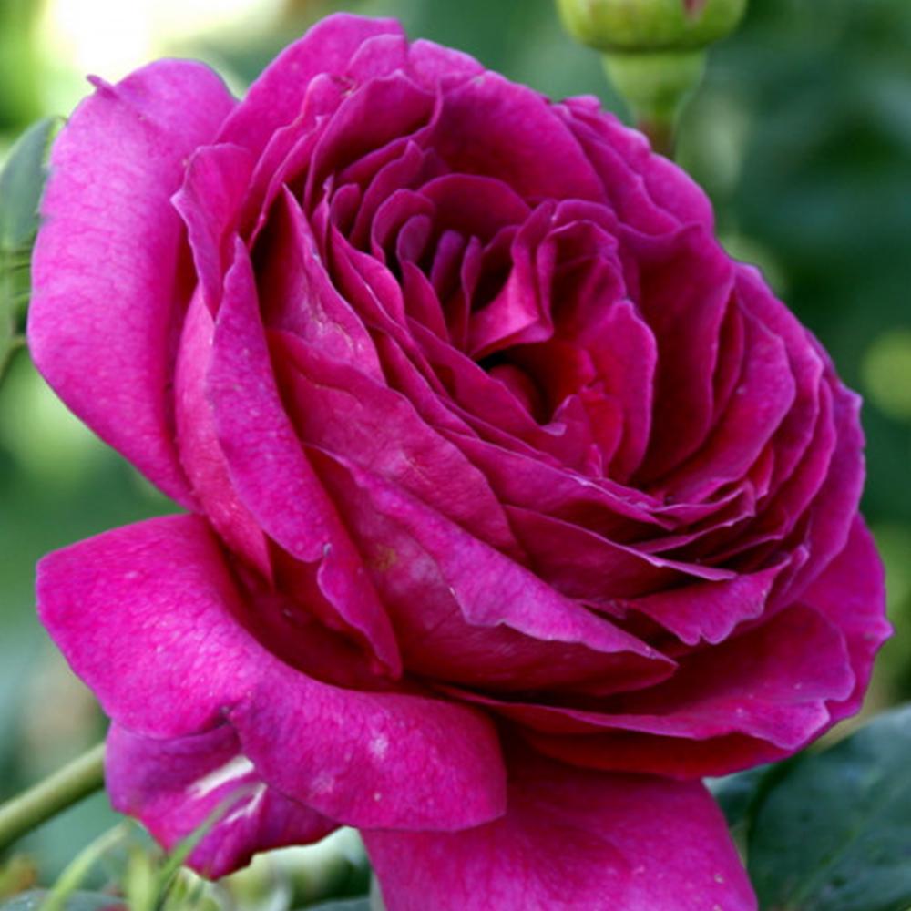 Саженец чайно гибридных роз Юрианда (14965263)