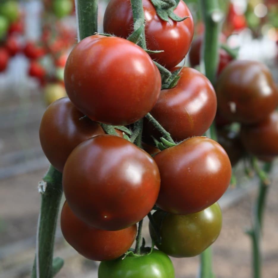 Насіння Томат KS 3900 F1 ТД Гекса-Україна 10 шт. 01-25-500 (IR00676)