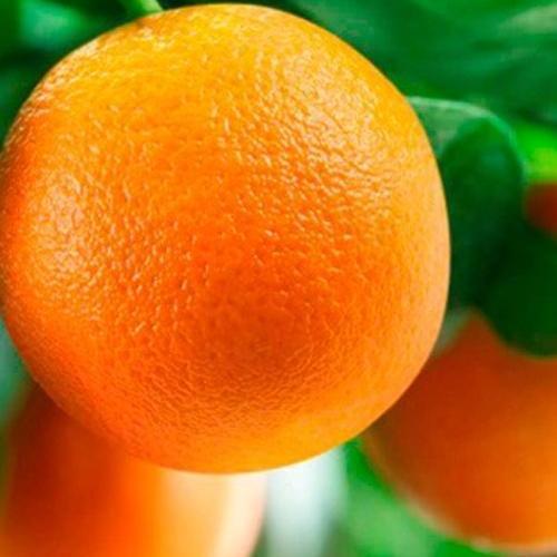 Сажанец Апельсин Аджарский саженец 2 года (49500)