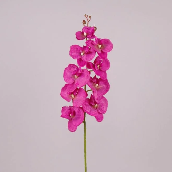 Цветок Фаленопсис Flora Малиновый (71223)