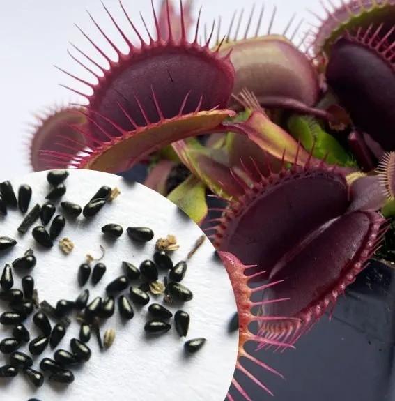 Насіння Венерина Мухолівка хижа рослина Dionaea muscipula 10 шт. - фото 6 Насіння Венерина Мухолівка хижа рослина Dionaea muscipula 10 шт. - фото 6