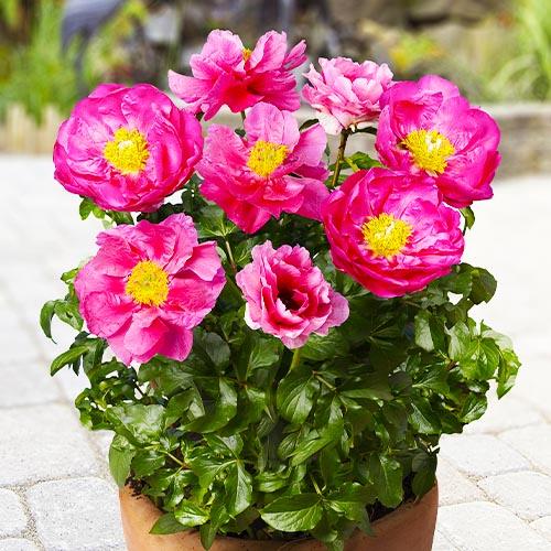 Пион Florium Patio Peony Athens (5591)