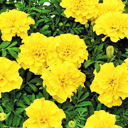 Насіння Чорнобривці Florium Сафарі (17463) Насіння Чорнобривці Florium Сафарі (17463)