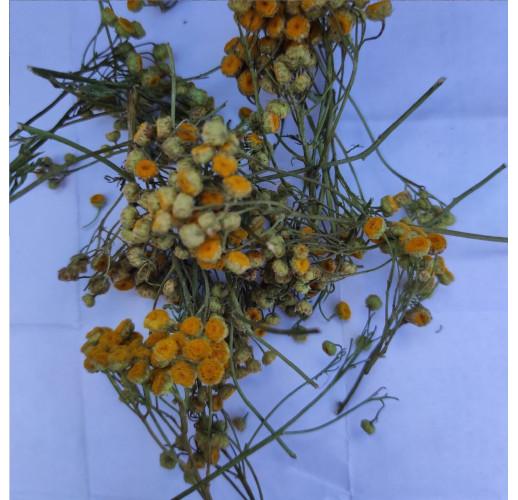 Сушеные цветы пижмы Herbs Zaporoje 5 кг (С0122)
