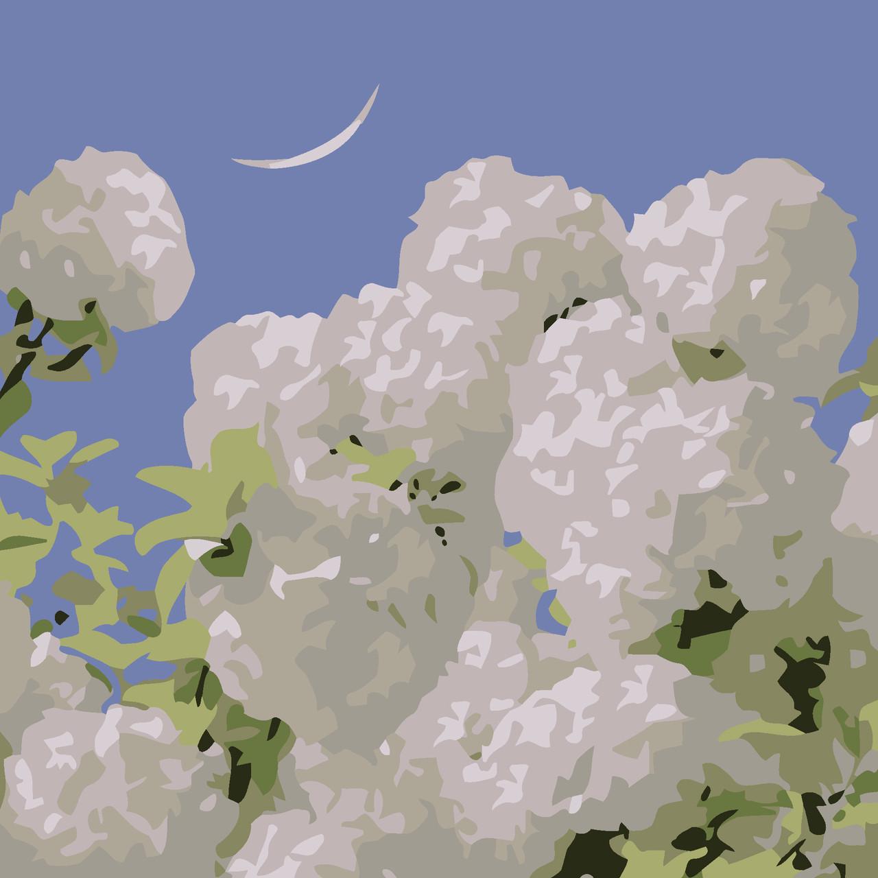 Картина по номерам Strateg Белые гортензии 20х20 см (HH7112)