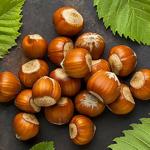 Саженцы фундука Долинский ранний/тонкокожий/урожайный (637499868)