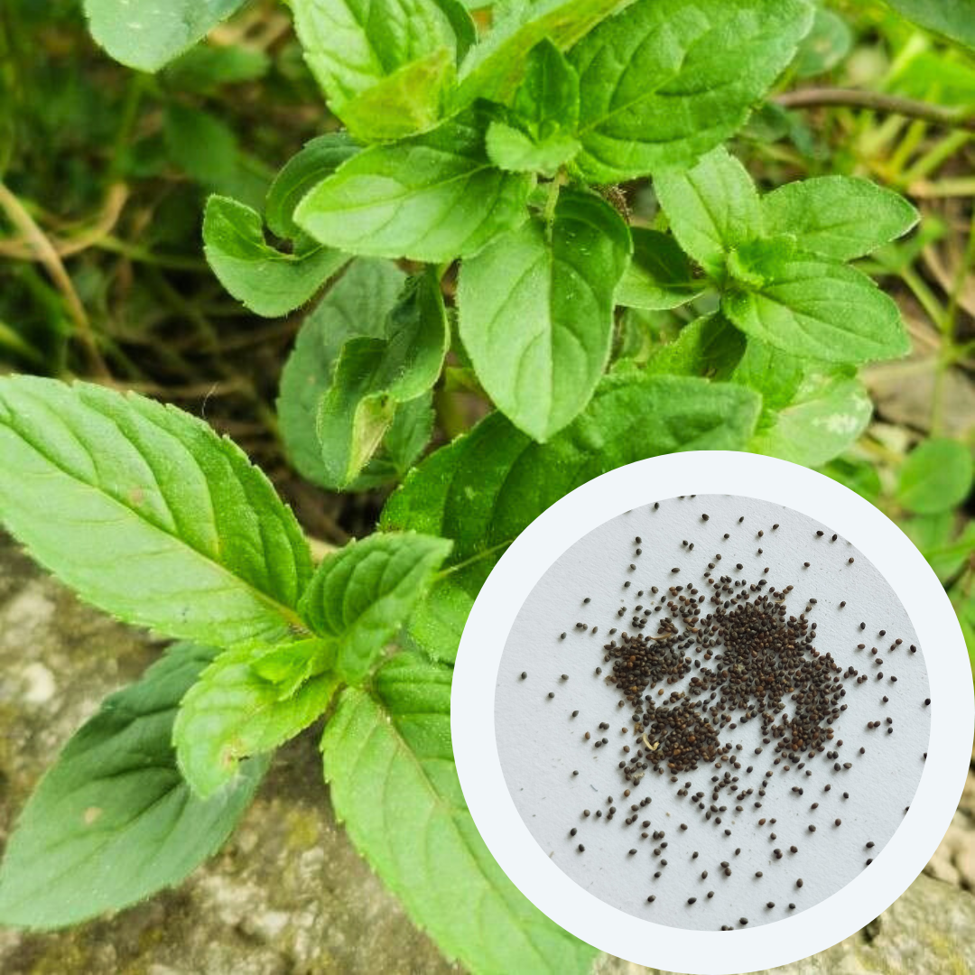 Насіння М'ята перцева Мохіто 0,1 г 1000 шт. (RS-00846) - фото 3