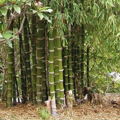 Семена Phyllostachys edulis Мосо Бамбук морозостойкий 10 шт. (2287113678)