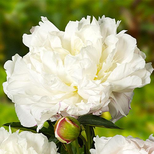 Пион Florium Shirley Temple (5600)