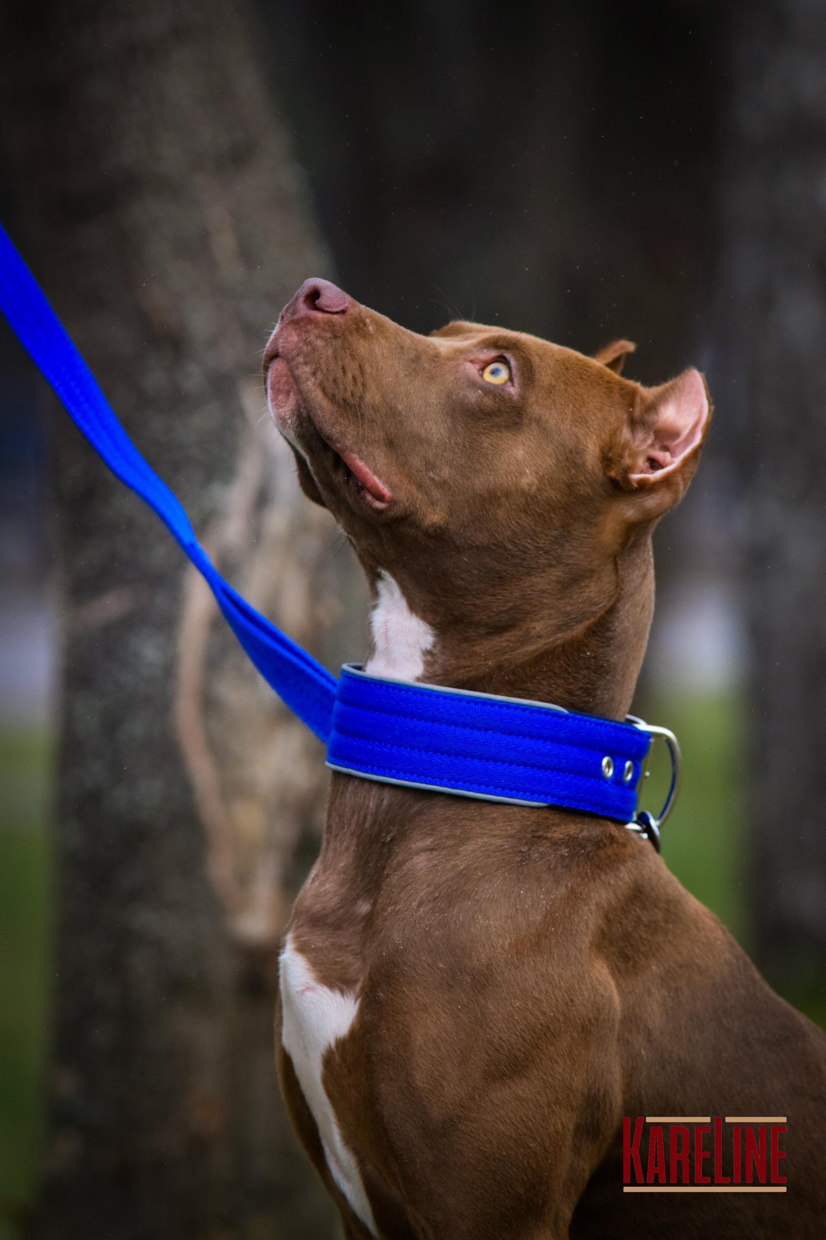 Нашийник KareLine посилений нейлоновий зі світловідбиваючим кантом 40 мм 300-380 мм Синій (0952/7) - фото 3 Нашийник KareLine посилений нейлоновий зі світловідбиваючим кантом 40 мм 300-380 мм Синій (0952/7) - фото 3