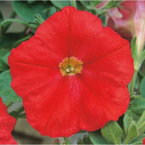 Семена цветов Петуния ампельная Trilogy F1 Scarlet Takii seed 100 шт. (BN08948-2)