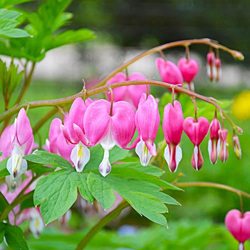 Дицентра Florium Spectabilis (2760)
