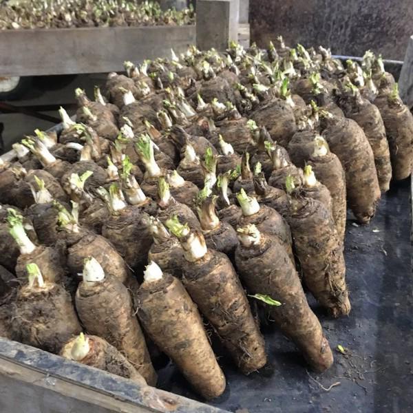 Семена Цикорий Цезарь 1 г