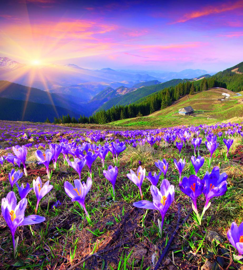 Фотообои флизелиновые 3D Природа 225х250 см DIMEX Крокусы весной (MS-3-0064)