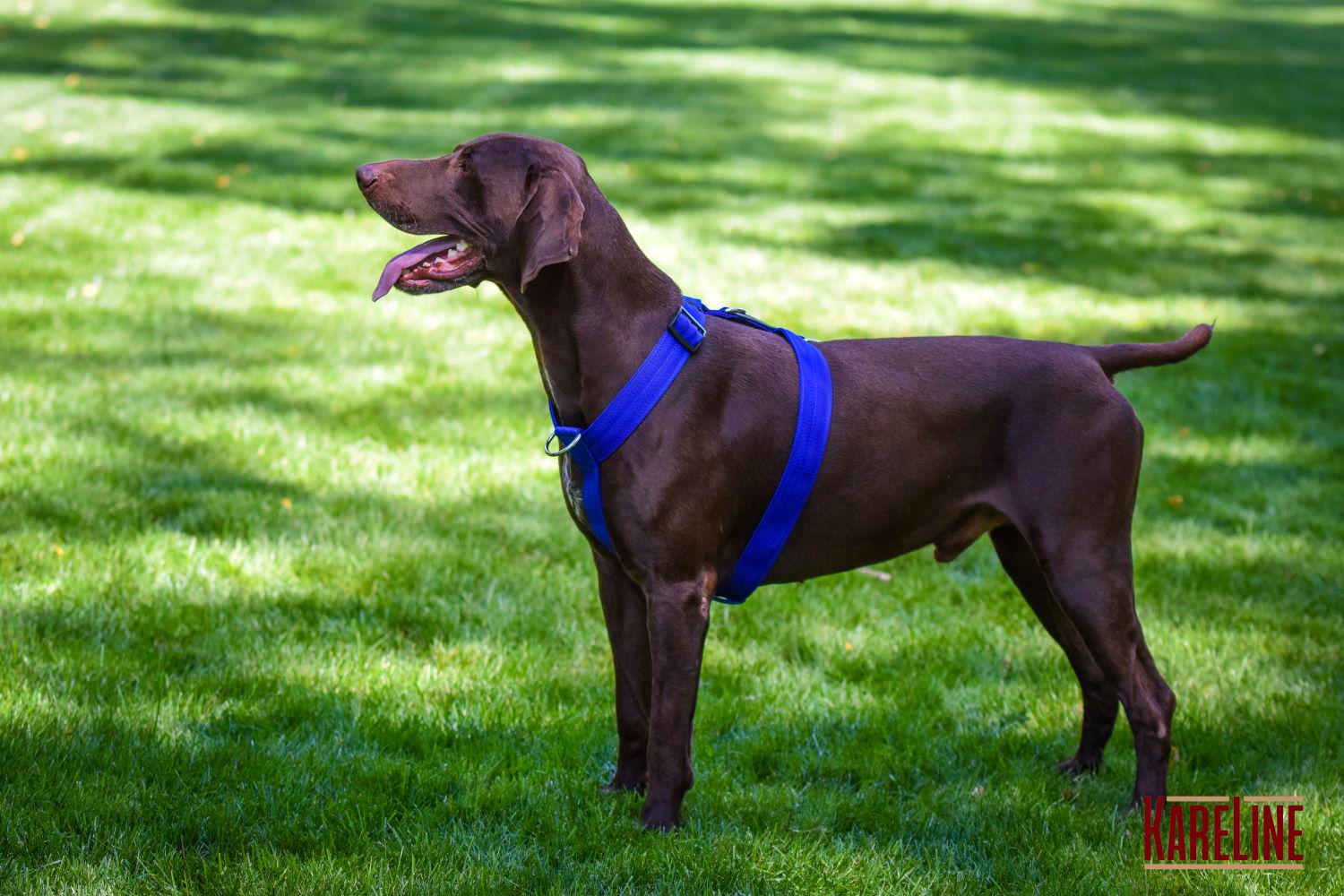 Шлея анатомическая KareLine из нейлона со светоотражающими элементами 25 мм А:340-540 мм В:470-690 мм Синий (0976/7) - фото 4 Шлея анатомическая KareLine из нейлона со светоотражающими элементами 25 мм А:340-540 мм В:470-690 мм Синий (0976/7) - фото 4